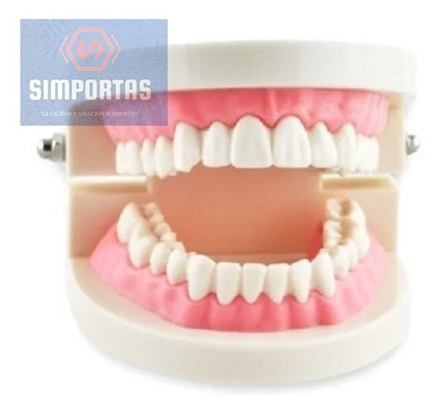 Modelo Dental Enseñanza Únicos Con Cepillo Bambú Pacard