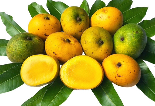 1 Muda Manga Pequi Sem Caroço Enxertada Envio Imediato