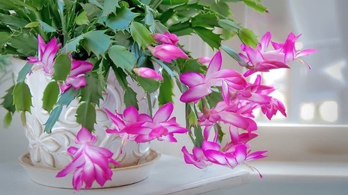 Pata De Jaiba Planta Cactus Suculenta Ornamental