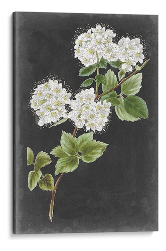 Canvas Lab Cuadro Flores Blancas Dramáticas Ii 130x195