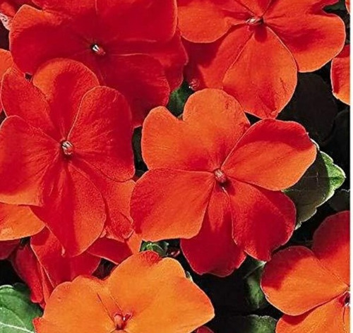 200 Semillas De Flor Impatiens Naranja Enana + Instructivo