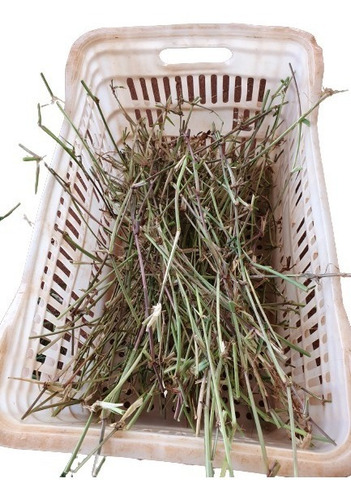 Kit 600 Mudas De Tifton 85 (ramas Selecionadas De 30 Cm) 