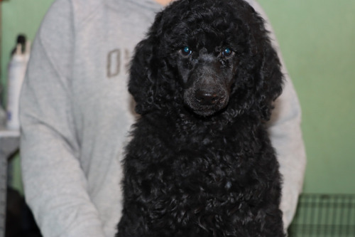 Caniche Gigante/ Poodle Standard/ Poodle Gigante