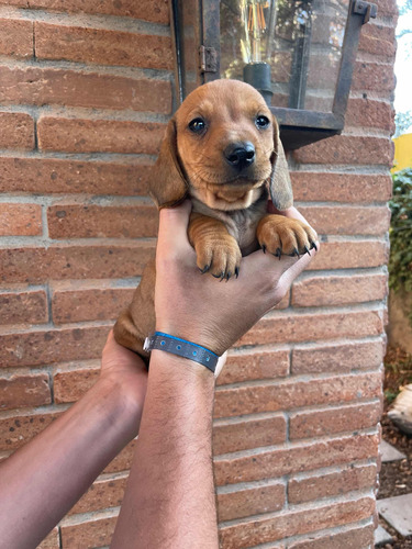 Preciosos Cachorros Salchichas Dachshunds Mini