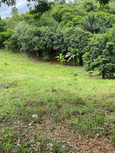 Terreno Com Pomar E Nascente
