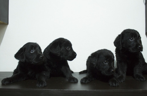 Labrador Cachorros Preciosos!!!