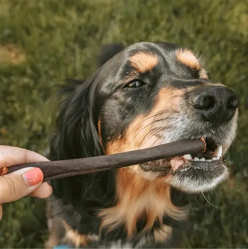 Bully Sticks Para Perros, Palitos De Matón Para Perros Medianos, Palitos De Matón De 6 Pulgadas Para Perros Hechos En Estados Unidos Palitos De Bully Sticks Para Perros, Palitos De Matón Para Perros Medianos, Palitos De Matón De 6 Pulgadas Para Perros Hechos En Estados Unidos Palitos De