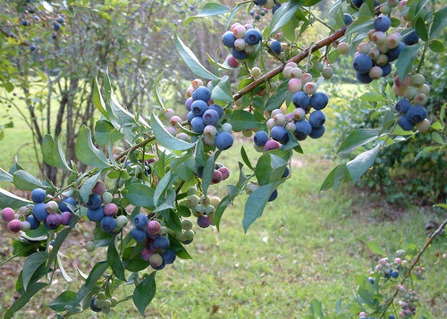 Imagem 8 de 10 de Blueberry Southern Mirtilo De Clima Quente Sementes P/ Mudas