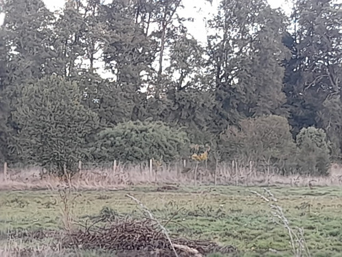Preparate Para Una Nueva Inversion En Osorno