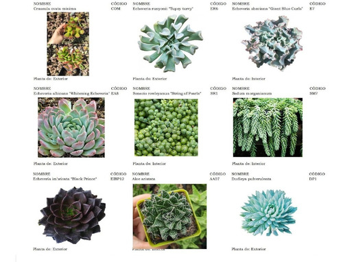 Plantas Suculentas Pequeñas, Un Detalle Vivo.
