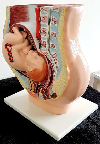 Modelo Anatómico Humano Mujer Embarazada Feto Bebe Enseñanza