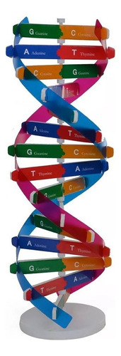 El Adn Modela Genes De Doble Hélice Para La Ciencia Lógica