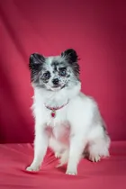 Comprar Lulu De Pomerania Hembra Exotica: Belleza Sin Igual! Exotica Partcolor