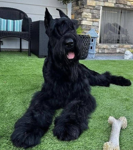 Schnauzer Gigante Macho: Compañero Fiel Y Protector Sal Y Pimienta