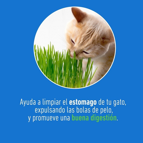 Imagen 3 de 4 de Cat Grass Pasto De Trigo Para Gatos