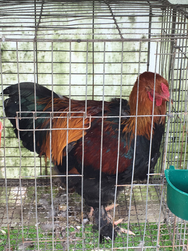 Brahma Perdiz Aperdizado (Usado)