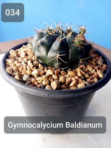 Imagem 1 de 8 de Mudas Cactos Cactus P.11