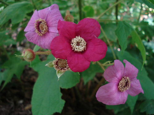 10 Sementes Rubus Odoratus Amora Perfumada Flor Fruta Rara!!