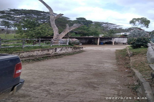 Imagen 9 de 25 de Asein1121 Vende Excelente Finca Lechera En Boca De Aroa, Estado Falcón