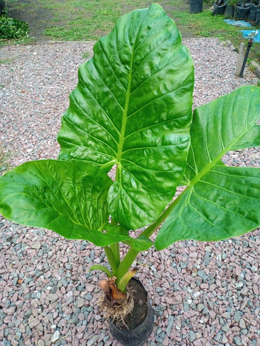 Imagen 5 de 9 de Alocasia Oreja De Elefante - Hermoso - E.gratis A Caba Y Gba