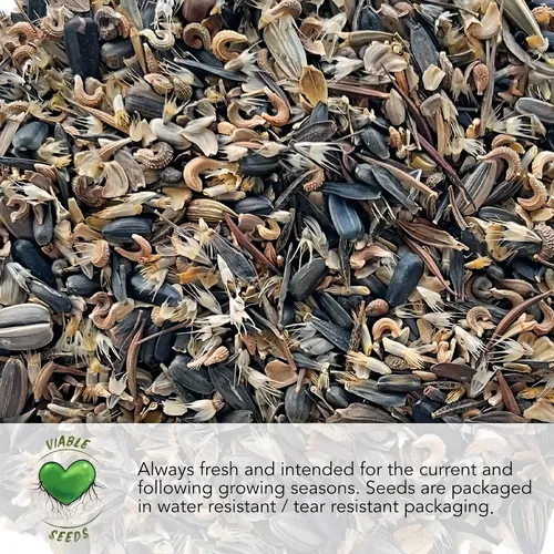 Seed Needs, Semillas De Pepinillo Agrio Mexicano Para Planta
