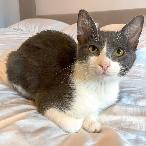 Gato Gris Y Blanco En Adopcion Responsable Gris Oscuro