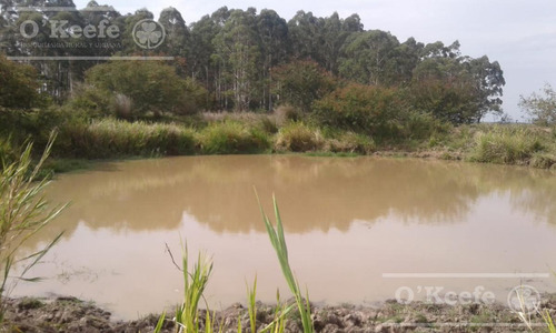 Campo En Venta De 300 Has Forestal - Ganadera R14 Corrientes -financiación