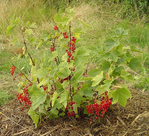 Grosella Roja ( Planta ) 70 Cm - 1 M Ribes Rubrum Excelent