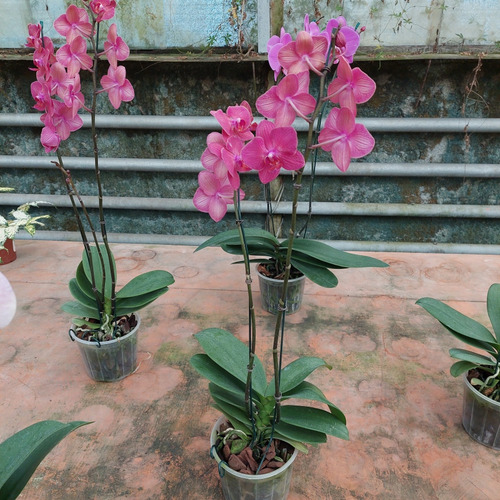 Orquídea Phalaenopsis P15 Con 2 Varas Florales Rectas