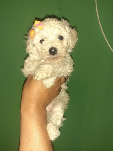 Imagen 4 de 8 de Caniche Micro,mini Y Toy
