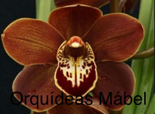 Imagen 5 de 10 de Cimbidiums Orquídeas De Cascada Y Normal, Hermosos Colores