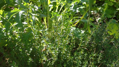 Aromáticas -tomillo Orégano Salvia Toronjil Menta Romero 