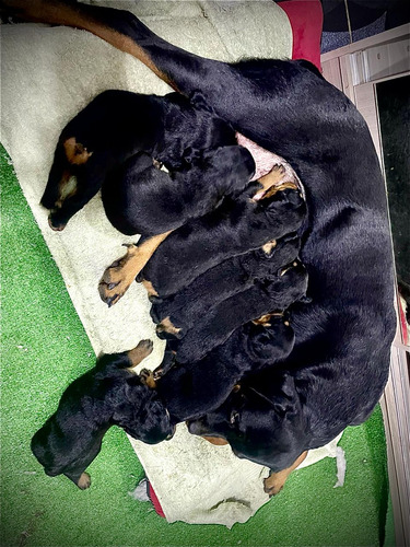 Cachorros Rotwailler En Venta .