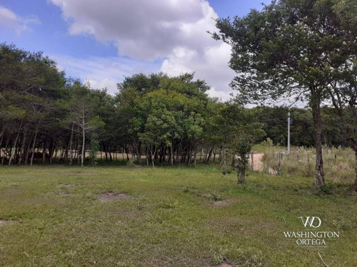 Imagem 7 de 21 de Chácara À Venda, 8500 M² Por R$ 260.000,00 - Zona Rural - São José Dos Pinhais/pr - Ch0060