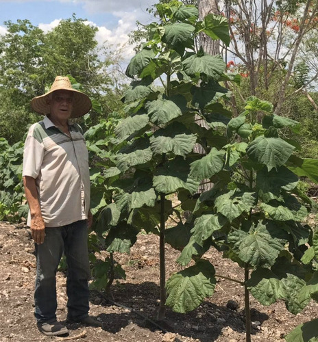 Árbol De Paulownia Shantong (kiri) 1.5 Mts De Altura