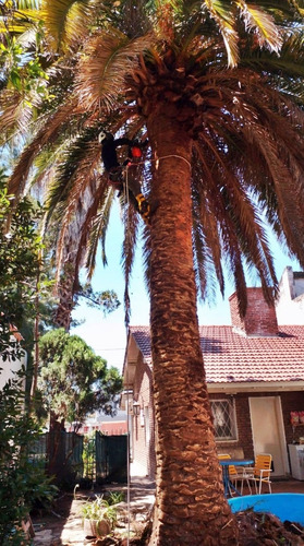 Imagen 11 de 12 de Poda De Arboles Tala Extracciones Palmera Whatsap 1528694955