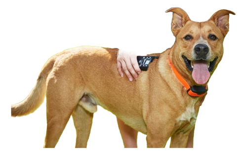 Control Remoto Adiestrador Perro Todos Los Tamaños Dogwatch