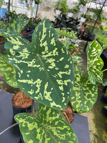 500 Semillas De Alocasia Colores Variados + Abono De Regalo
