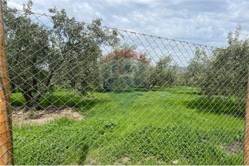 Parcela De Olivos, San Felipe
