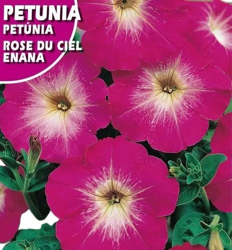 100 Sementes De Petunia Anã Rose Du Ciel Flor Vasos