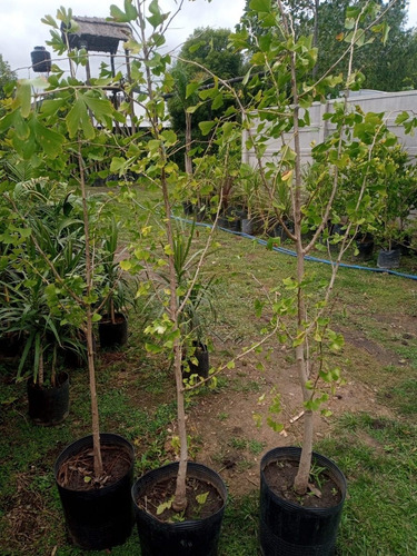 Imagen 2 de 10 de Arbol Ginkgo Biloba Original Japonés - E.gratis Caba Y Gba