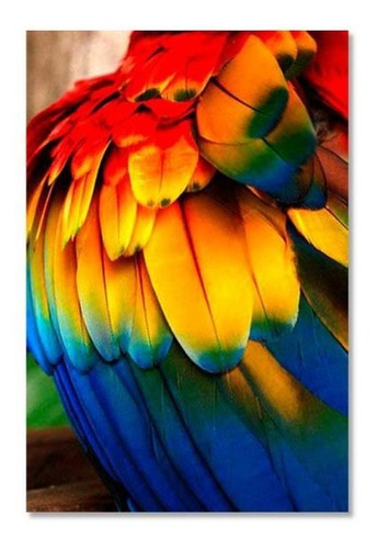 Cuadro Decorativo Plumas De Muchos Colores En Lienzo