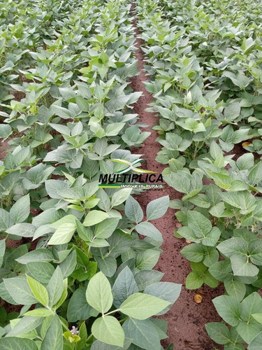 Imagem 12 de 13 de Fazenda 250 Ha, R$19.200,00 Por Ha Pres. Olegário, Agricultura E Pecuária - 407