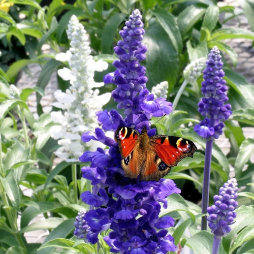 20 Semillas Salvia Victoria Farinacea Flores Azules Rem 