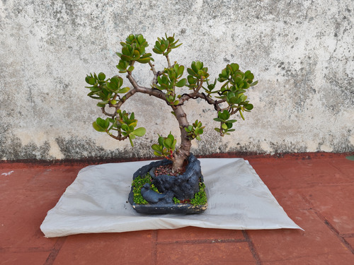 Bonsai Árbol De Jade