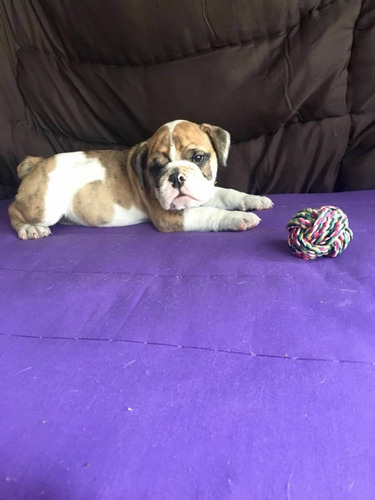 Urge Preciosa Hembra Bulldog Inglés