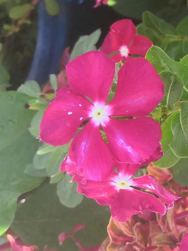 Vinca