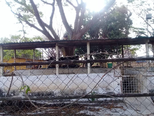 Imagen 10 de 14 de Finca En Tinaquillo . Edo Cojedes Glira