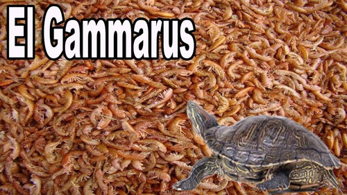 Imagen 6 de 6 de 60g Tenebrios Comida Tortuga Alimento Para Tortugas Mezcla
