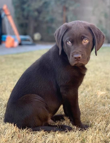 Labrador Beige Unicos Genetica Unica Criadero Chascomús